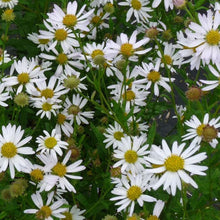 Load image into Gallery viewer, Kalimeris &#39;Daisy Mae&#39; - 1 Gallon Pot
