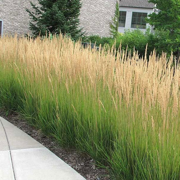 Calamagrostis 'Karl Foerster'