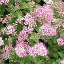 Load image into Gallery viewer, Spiraea japonica &#39;Little Princess&#39; - 3 Gallon Pot
