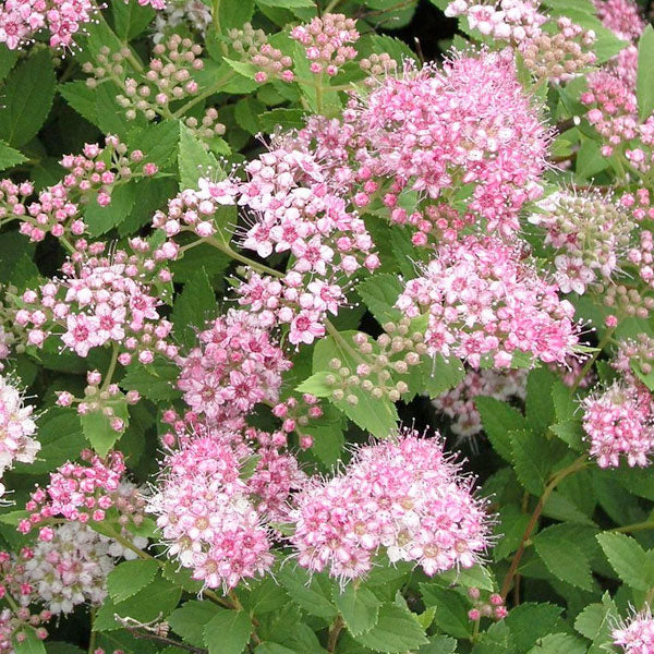 Spiraea japonica 'Little Princess' - 3 Gallon Pot