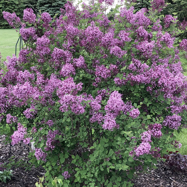 Syringa 'Boomerang Dark Purple' - 3 Gallon Pot