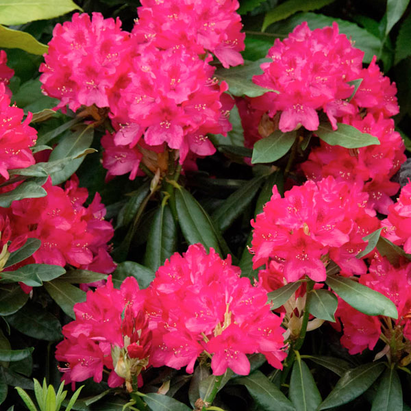 Rhododendron 'Nova Zembla' - 3 Gallon Pot