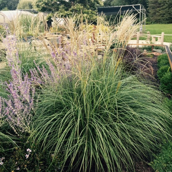 Miscanthus 'Little Kitten' - 3 Gallon Pot
