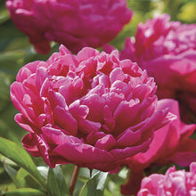 Load image into Gallery viewer, Peony &#39;Karl Rosenfeld&#39; - 2 Gallon Pot
