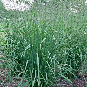 Molinia 'Skyracer' - 3 Gallon Pot