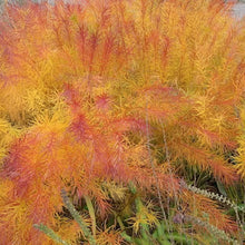 Load image into Gallery viewer, Amsonia Hubrichtii &#39;Butterscotch&#39; - 2 Gallon
