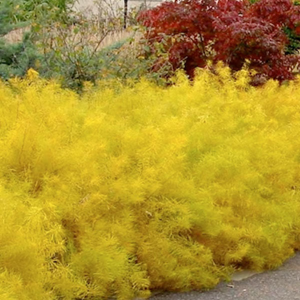 Amsonia Hubrechtii 'Butterscotch'