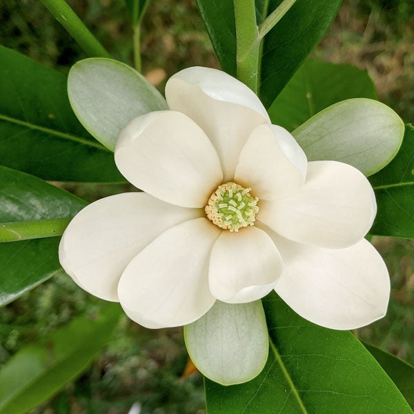MAGNOLIA VIRGINIANA - SWEET BAY MAGNOLIA - 3 Gallon - White Flowers