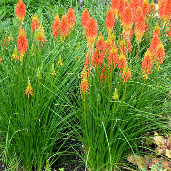 Kniphofia 'Novelty Mix'