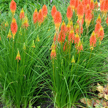 Load image into Gallery viewer, Kniphofia &#39;Novelty Mix&#39;
