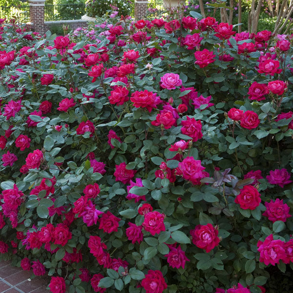 Rosa Knockout 'Original Red'