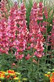 Agastache Kudos Ambrosia -Hummingbird Mint - 2 Gallon