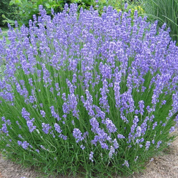 Lavender 'Phenomenal'