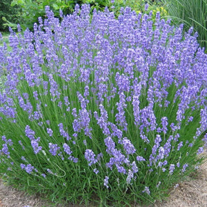 Lavender 'Phenomenal' - 2 Gallon Pot