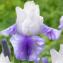 Load image into Gallery viewer, Iris germanica &#39;Latest Style&#39; - 1 Gallon Pot

