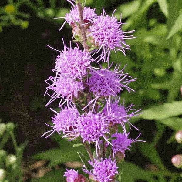 Liatris aspera