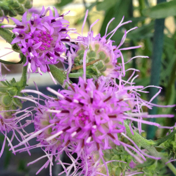 Liatris aspera
