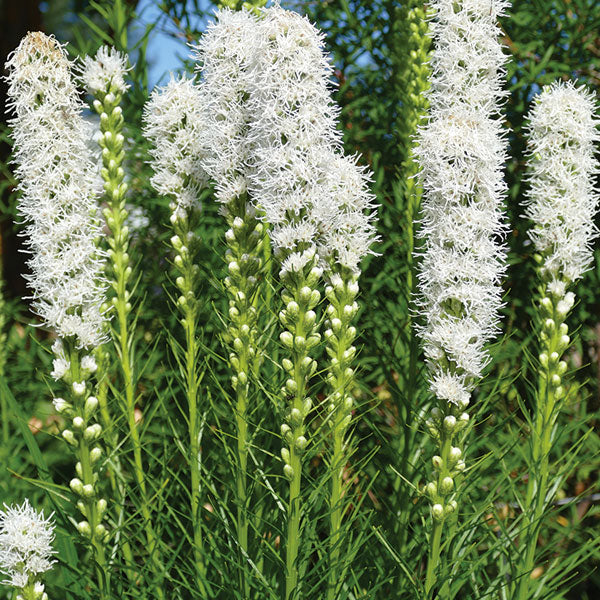 Liatris spicata 'Floristan White' - 1 Gallon Pot