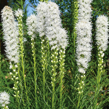 Load image into Gallery viewer, Liatris spicata &#39;Floristan White&#39; - 1 Gallon Pot
