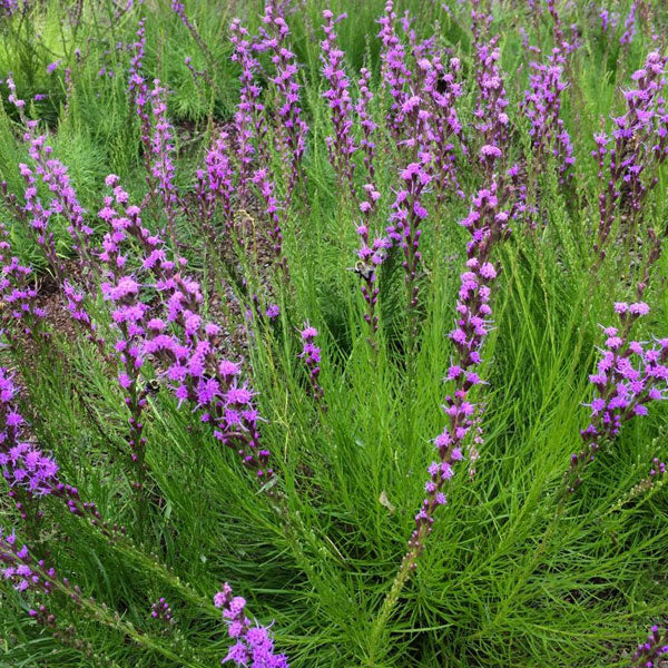 Liatris microcephala - 1 Gallon Pot