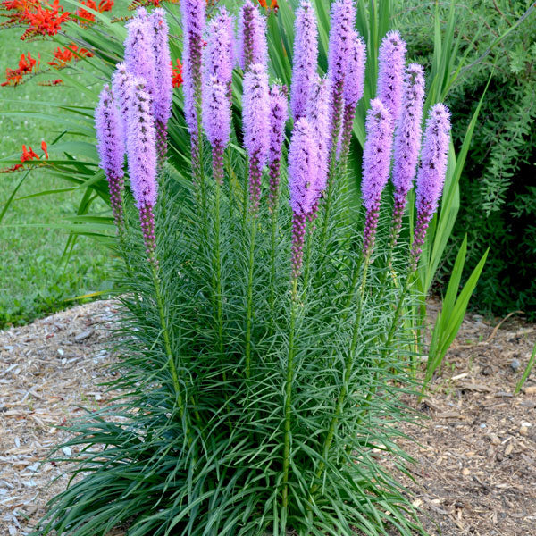 Liatris spicata
