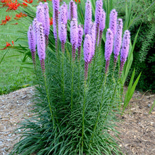 Load image into Gallery viewer, Liatris spicata
