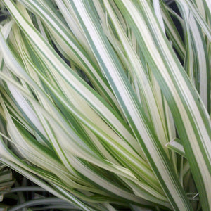 Calamagrostis × acutiflora 'Lightning Strike' - 3 Gallon