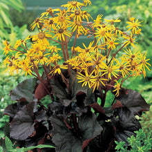 Load image into Gallery viewer, Ligularia &#39;Britt Marie Crawford&#39; - 2 Gallon Pot
