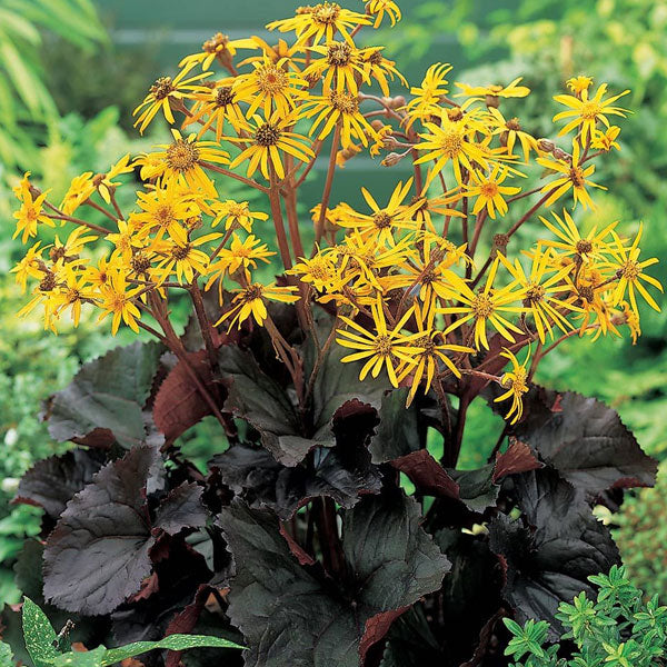 Ligularia 'Britt Marie Crawford' - 2 Gallon Pot