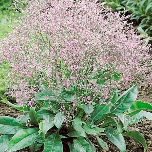 Limonium latifolium