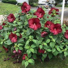Load image into Gallery viewer, Hibiscus &#39;Luna Red&#39; - 2 Gallon Pot

