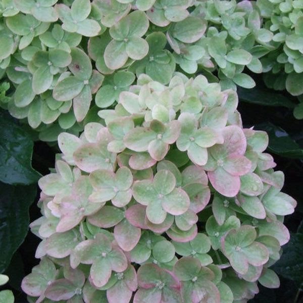 Hydrangea paniculata 'Little Lime'