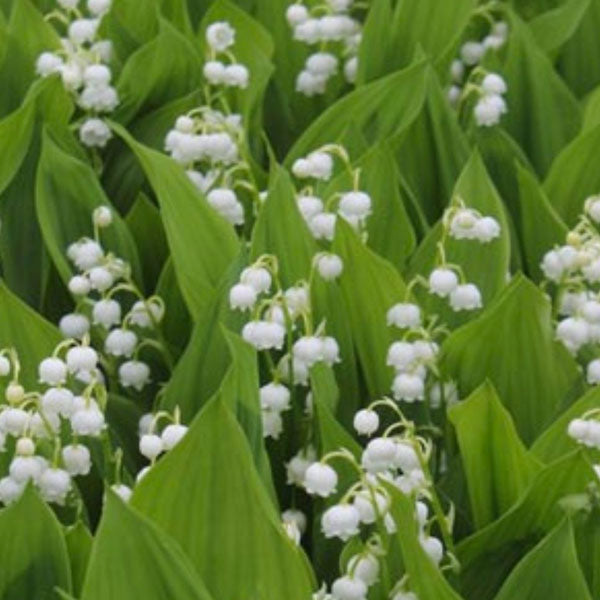Convallaria majalis 'Lily of the Valley'
