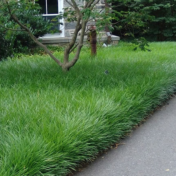 Liriope spicata - 1 Gallon Pot