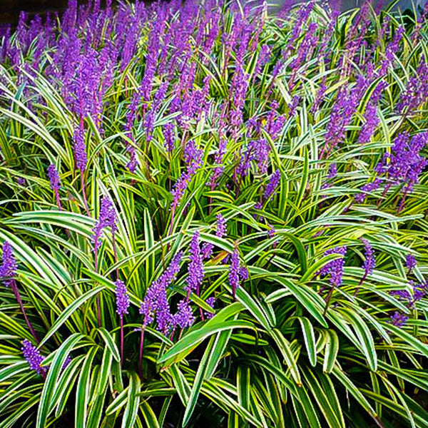 Liriope 'Variegata'