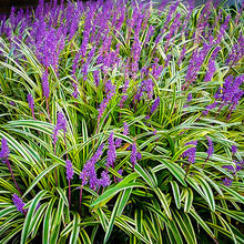 Load image into Gallery viewer, Liriope &#39;Variegata&#39;
