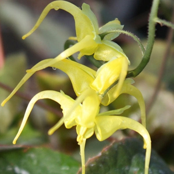 Epimedium lishihchenii - 1 Gallon