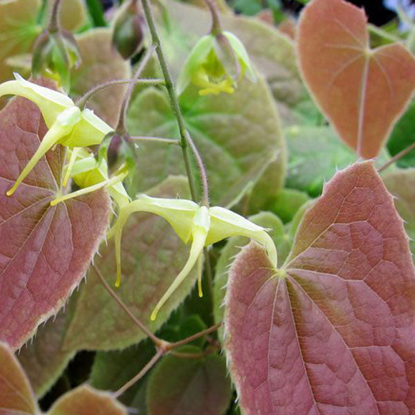 Epimedium lishihchenii - 1 Gallon