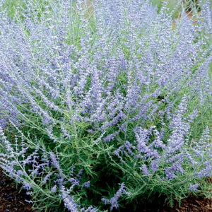 Perovskia 'Little Lace' - Russian Sage - 2 Gallon Pot