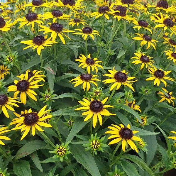 Rudbeckia 'Little Goldstar' - 2 Gallon Pot