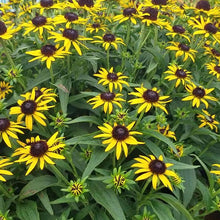Load image into Gallery viewer, Rudbeckia &#39;Little Goldstar&#39; - 2 Gallon Pot
