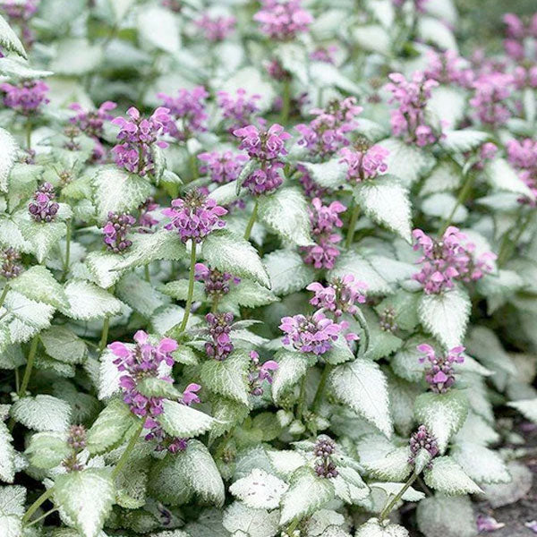 Lamium maculatum 'Beacon Silver' - 1 Gallon Pot