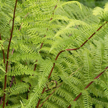 Load image into Gallery viewer, Fern - Lady in Red Fern - 2 Gallon
