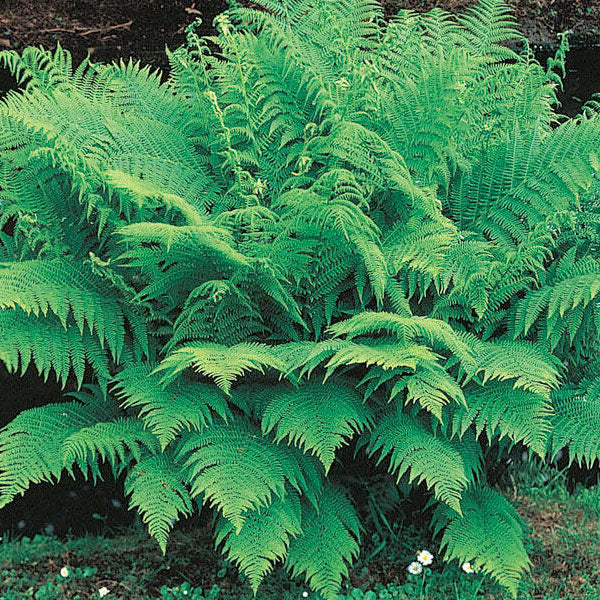 Fern - Lady Fern - 2 Gallon