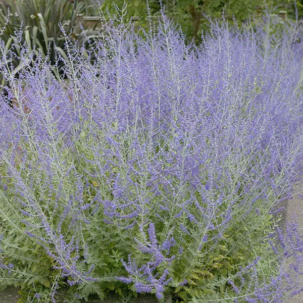 Perovskia 'Little Spire'