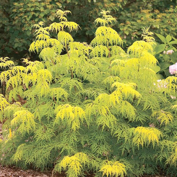 Sambucus nigra 'Lemony Lace' - 3 Gallon Pot