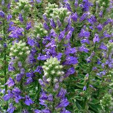 Load image into Gallery viewer, Lobelia siphilitica
