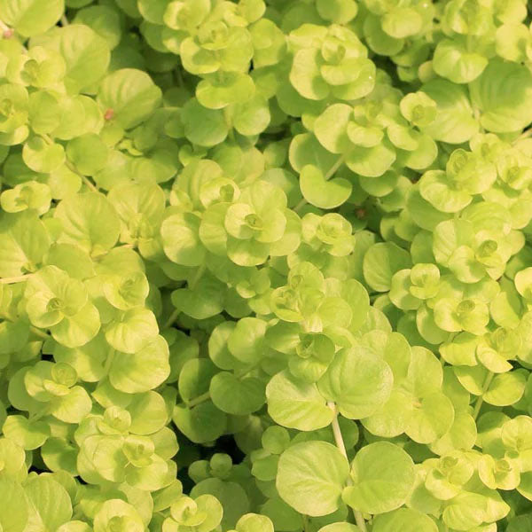 Lysimachia nummularia 'Aurea'