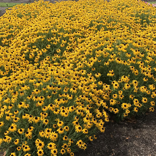 Rudbeckia Little Suzy'- 2 Gallon Pot