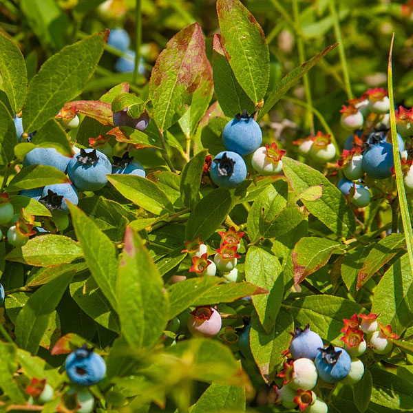 Blueberry 'Wild Brunswick' Lowbush - Vaccinium angustifolium 'Brunswick' - 2 Gallon Pot